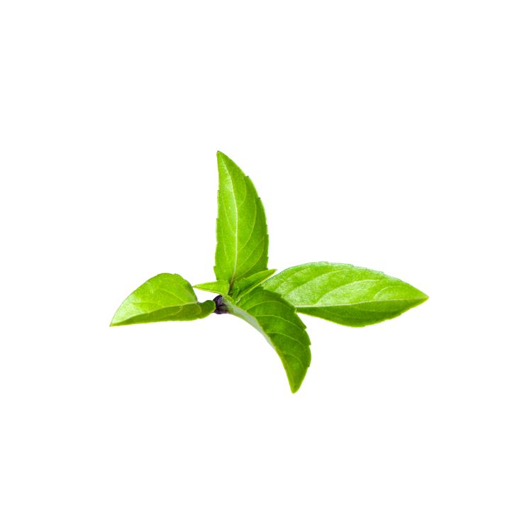 Thai Basil Metro Fresh Norwood