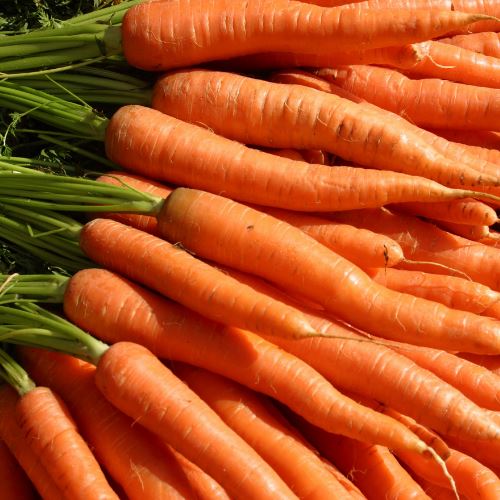 Carrots, Parsnips, Turnips and Swedes