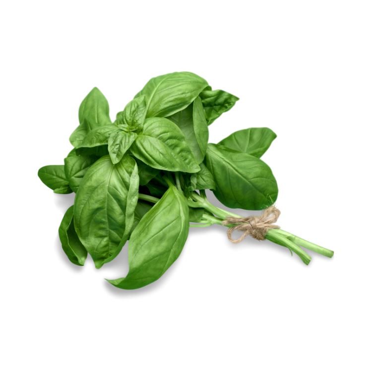 Basil Herbs Metro Fresh Norwood 