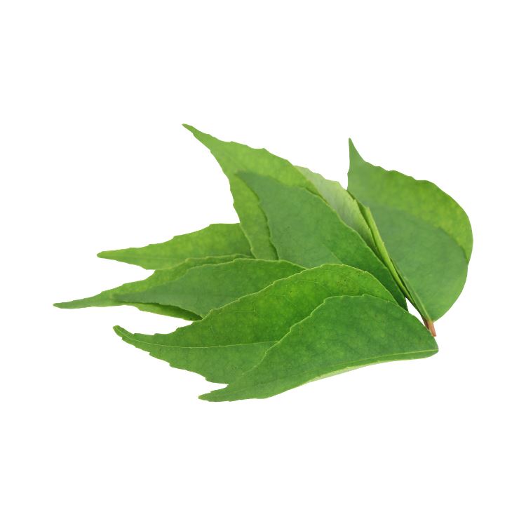 Curry Leaves Herbs Metro Fresh Norwood 