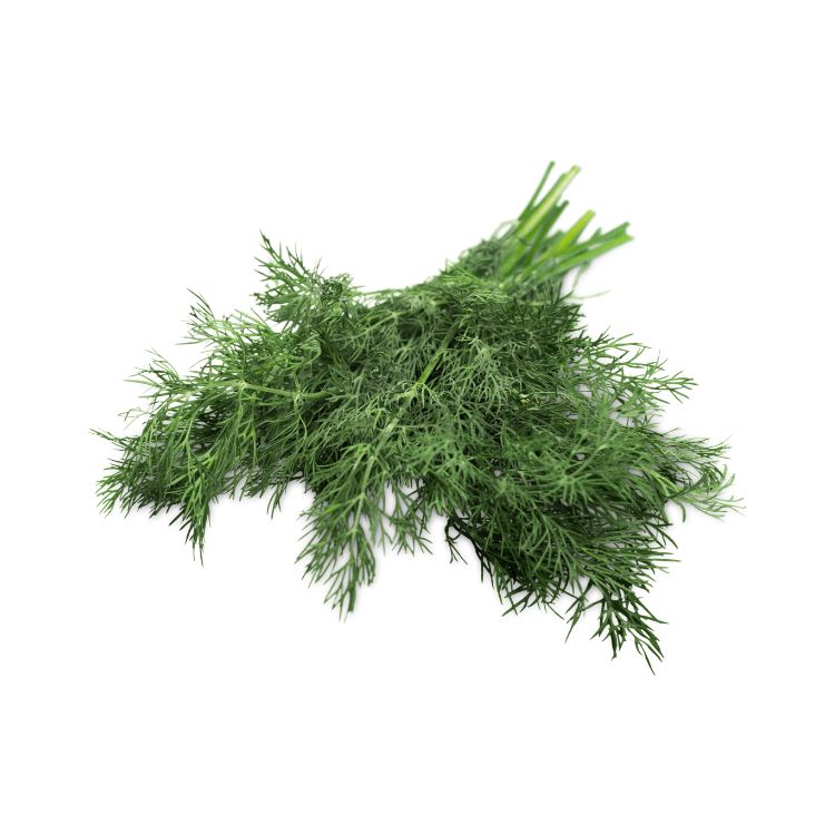 Dill Herbs Metro Fresh Norwood 