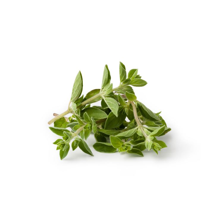 Oregano Herbs Metro Fresh Norwood 