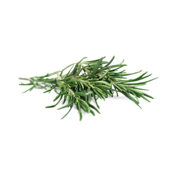 Rosemary Herbs Metro Fresh Norwood 