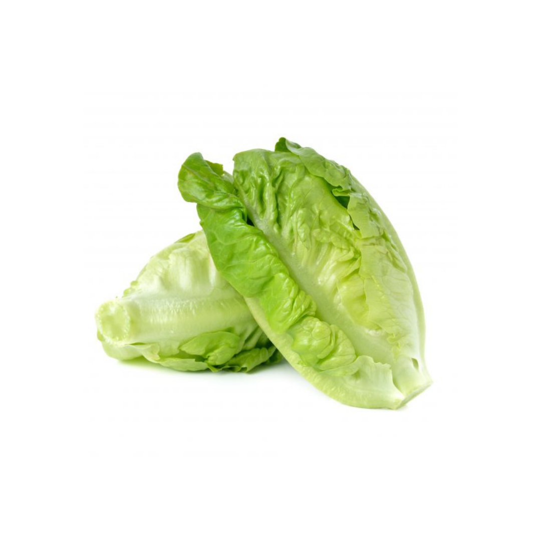 Baby Cos Lettuce Twin Pack